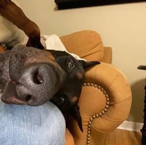 Meet your Posher, Adam